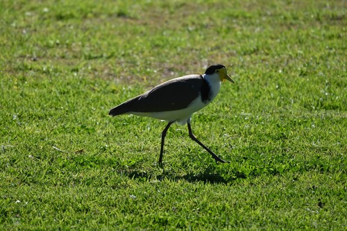 Black-shouldered Masked Lapwing