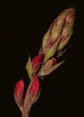 Indigofera asantasanensis