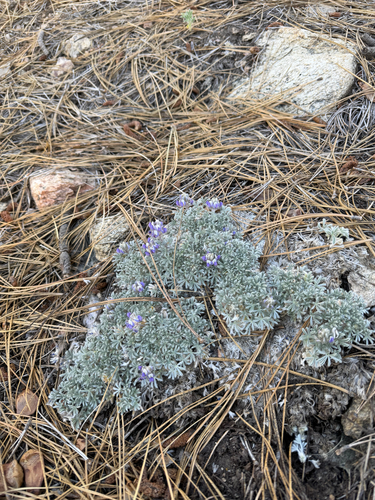 Lupinus breweri, photograph 6