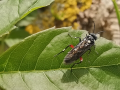 Macrophya punctumalbum