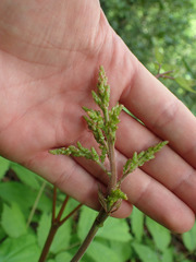 Astilbe biternata