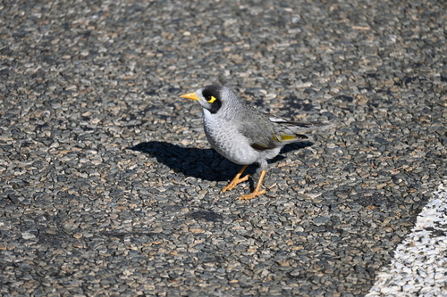 Noisy Miner