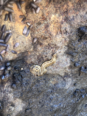 Bipalium pennsylvanicum