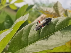 Macrophya punctumalbum