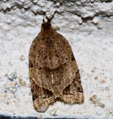 Neocalyptis affinisana