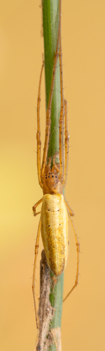 iNaturalist observation photo of Stretch Spiders