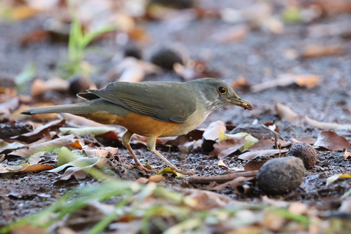 Rufous-bellied Thrush