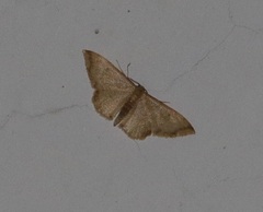 Idaea impexa