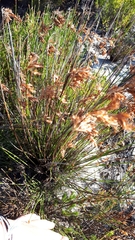 Thamnochortus lucens