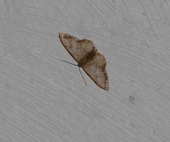 Idaea impexa