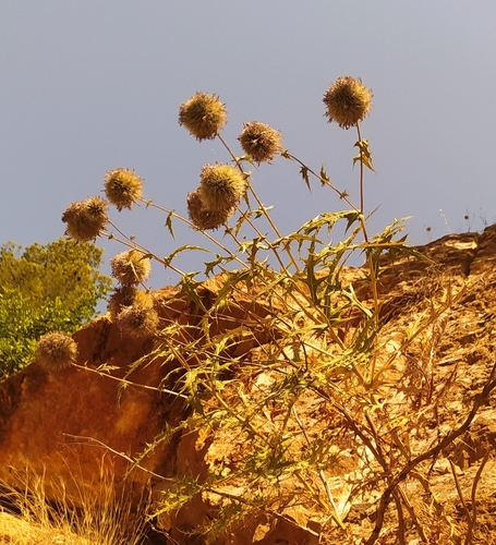 Echinops bovei