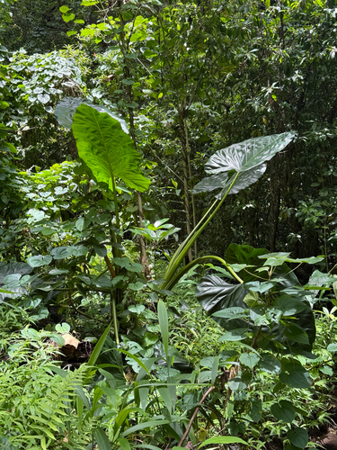 Alocasia macrorrhizos observed 2026-06-29