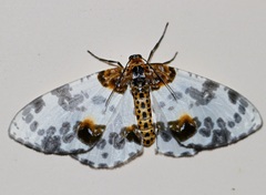 Abraxas amicula-illuminata