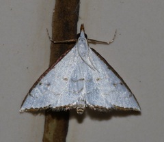 Ramila acciusalis