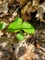Impatiens pallida