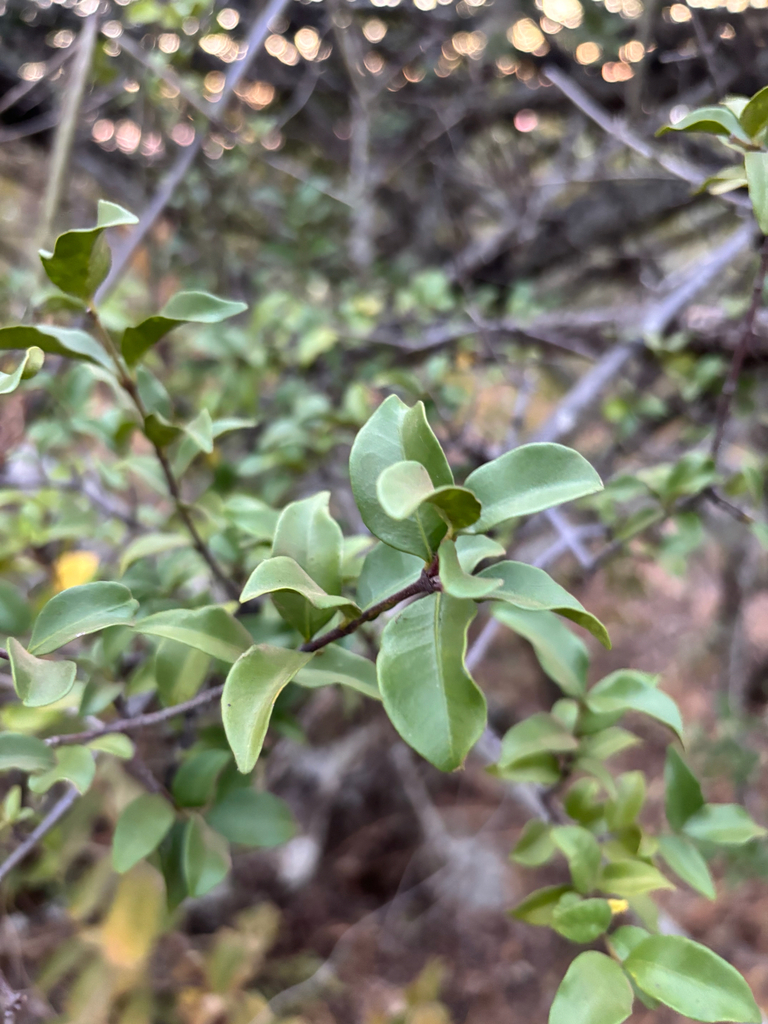 Alafia zambesiaca