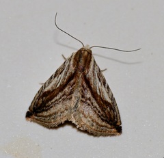 Rivula striatura
