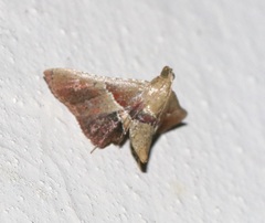 Endotricha repandalis