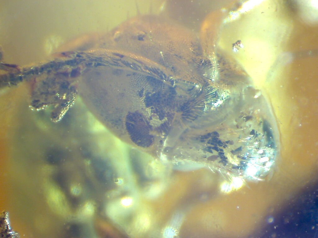 Cryptopone succinea