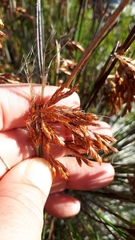 Thamnochortus lucens