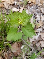 Alliaria petiolata