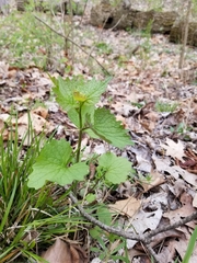 Alliaria petiolata