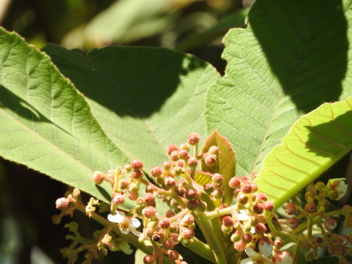 Saurauia scabrida, photograph 6