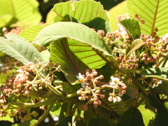 Saurauia scabrida, photograph (c) Alexis López Hernández, some rights reserved (CC BY)