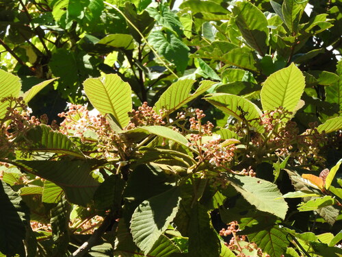 Saurauia scabrida, photograph 5