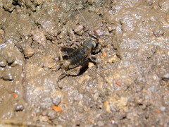 Modicogryllus