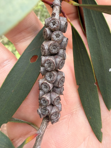 Melaleuca quinquenervia observed 2026-06-29