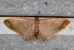 Idaea impexa