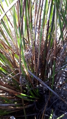 Thamnochortus lucens