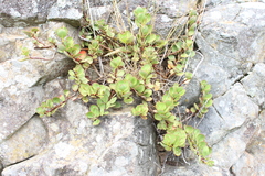 Veronica lavaudiana