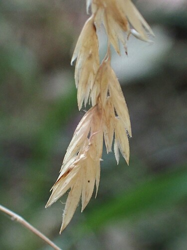 Poa rhizomata