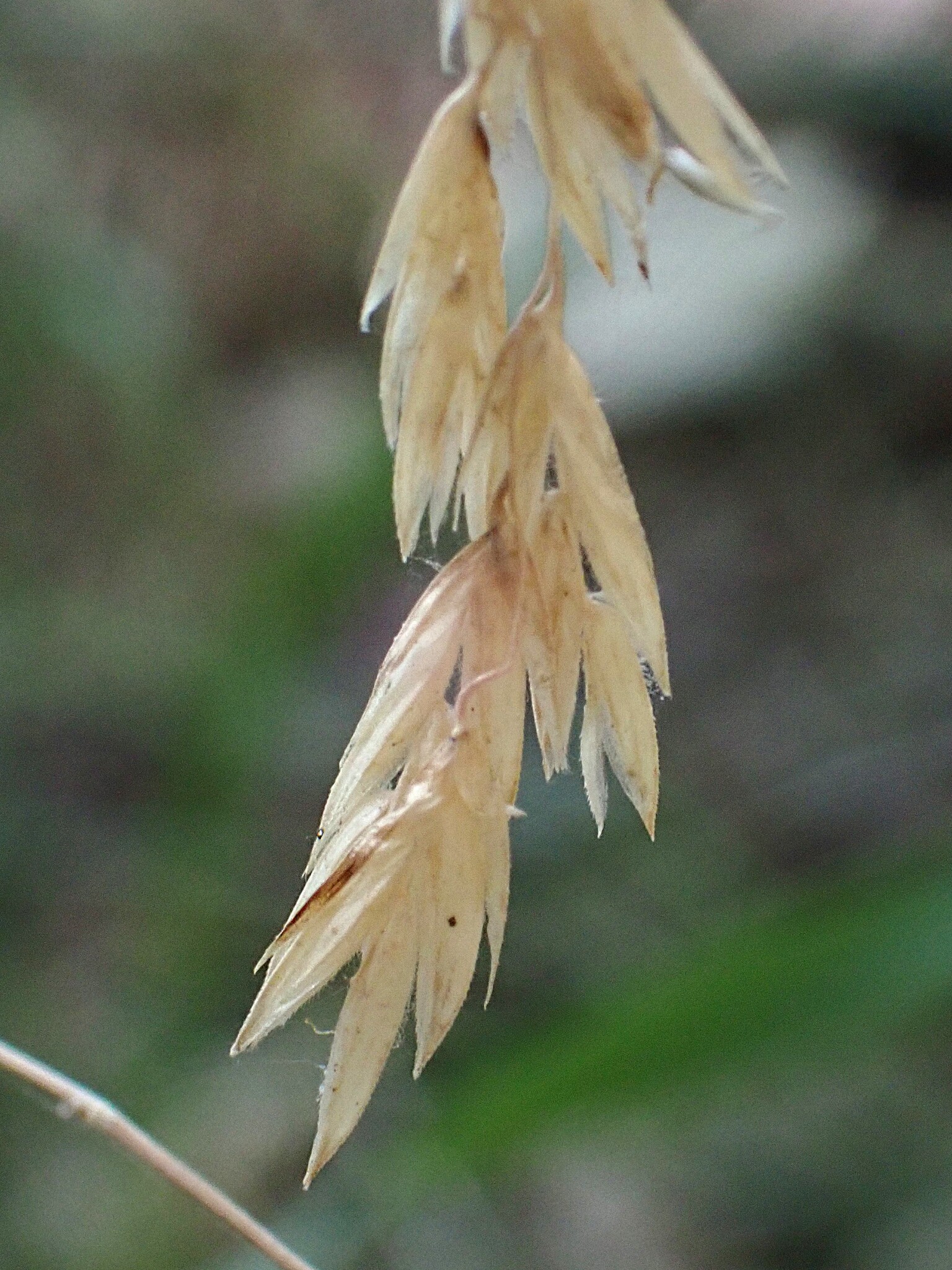 Poa rhizomata