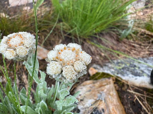 Antennaria lanata, photograph 4