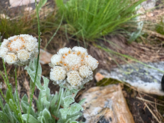 Antennaria lanata, photograph (c) Caleb Catto, some rights reserved (CC BY)