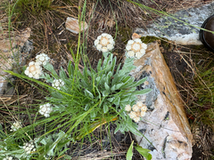 Antennaria lanata, photograph (c) Caleb Catto, some rights reserved (CC BY)