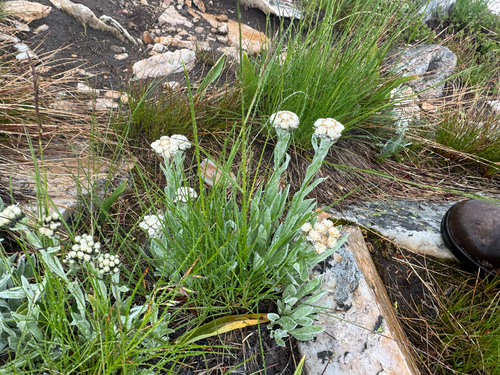 Antennaria lanata, photograph 6
