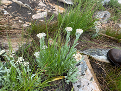Antennaria lanata, photograph (c) Caleb Catto, some rights reserved (CC BY)