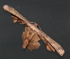 Monobolodes prunaria