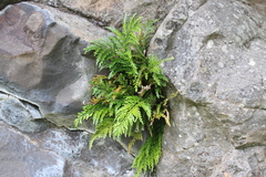 Asplenium appendiculatum appendiculatum