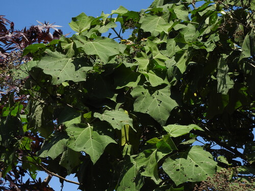 Podachaenium eminens, photograph 6