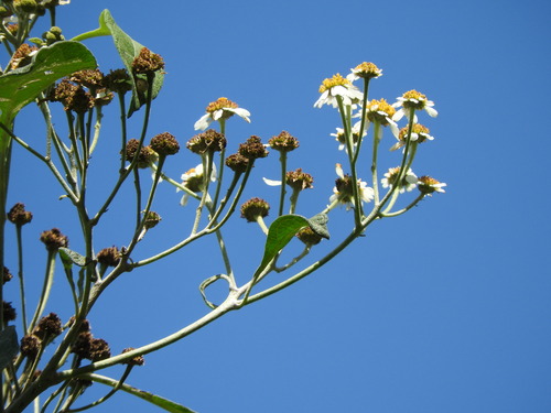 Podachaenium eminens, photograph 5