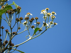 Podachaenium eminens, photograph (c) Alexis López Hernández, some rights reserved (CC BY)