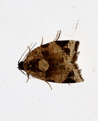 Neocalyptis liratana