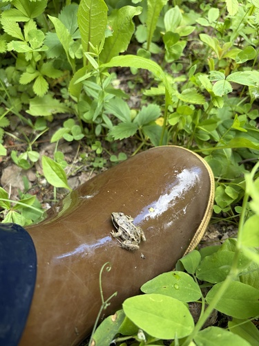 Wood Frog