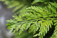 Asplenium appendiculatum appendiculatum