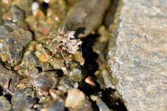 Phyllomorpha laciniata